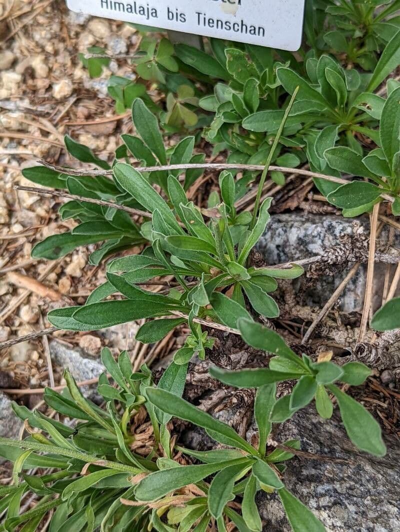 Flaccid aster 4
