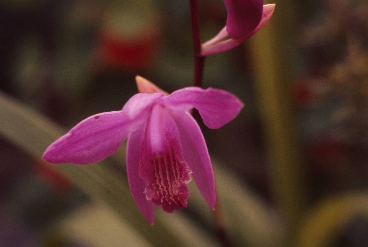 Flor de pasmo
