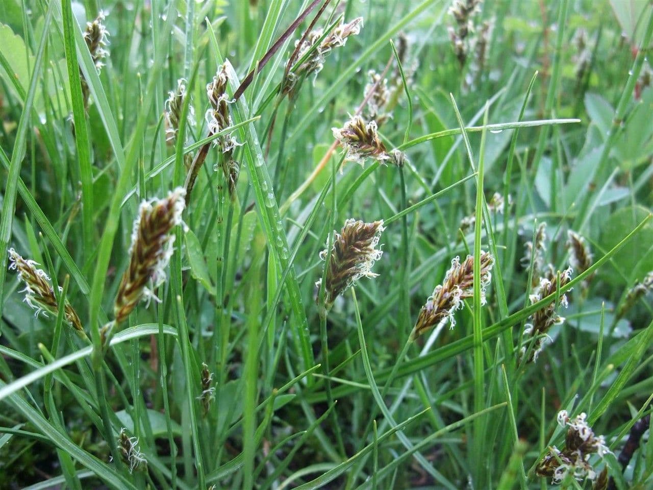 Lisca compressa 7