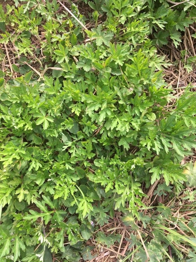 Bylica Verlota 14