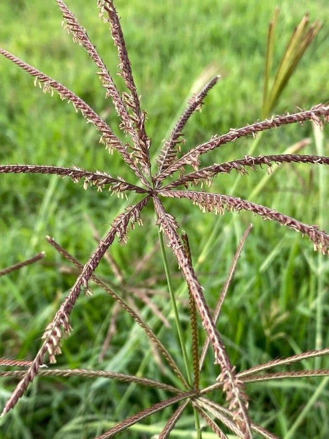 Rhodesgras 8