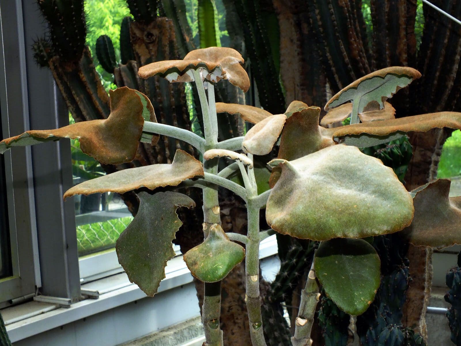 Donkey's ear 13