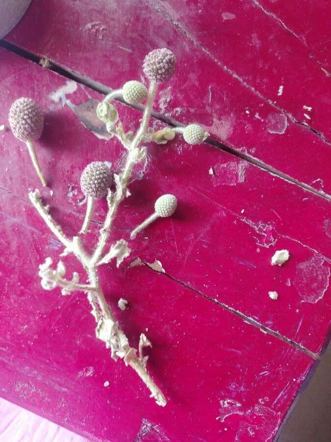 Sphaeranthus