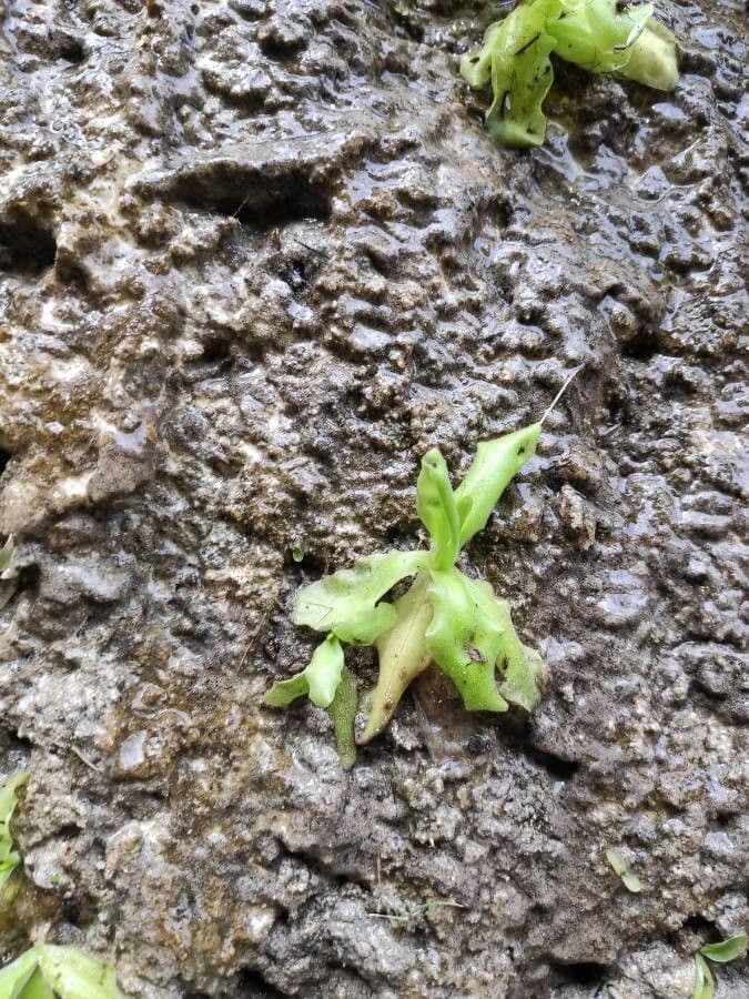 Pinguicula 16
