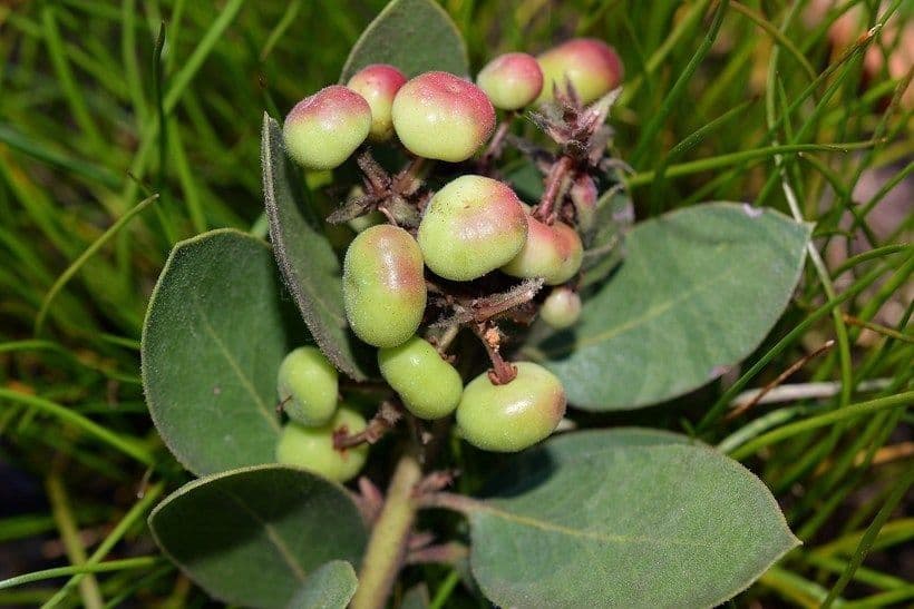 Arctostaphylos