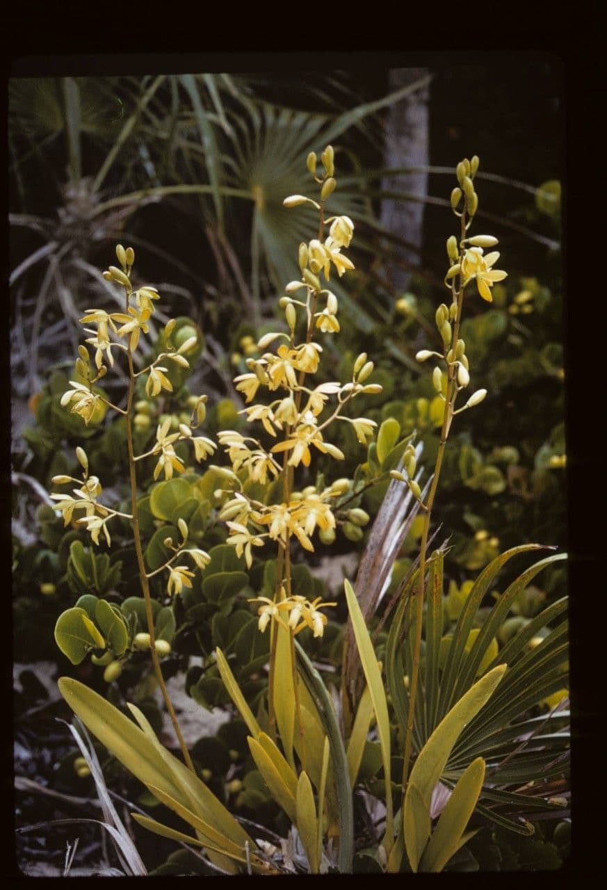 Encyclia 2