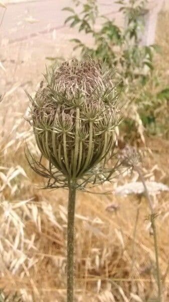 Carota