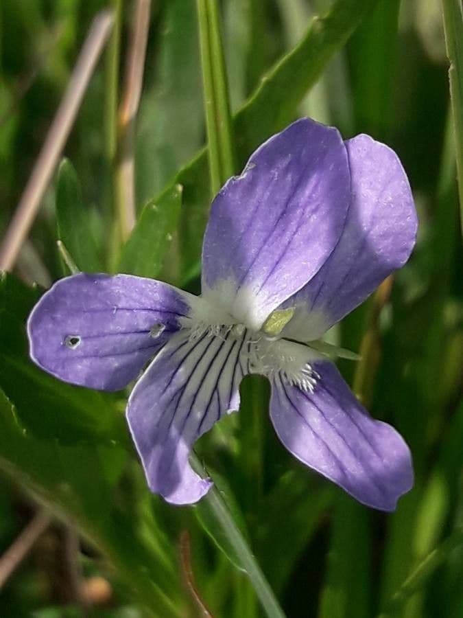 Zwergveilchen 7