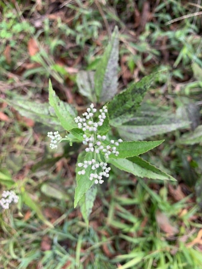 Criptotaenia canadensis 7