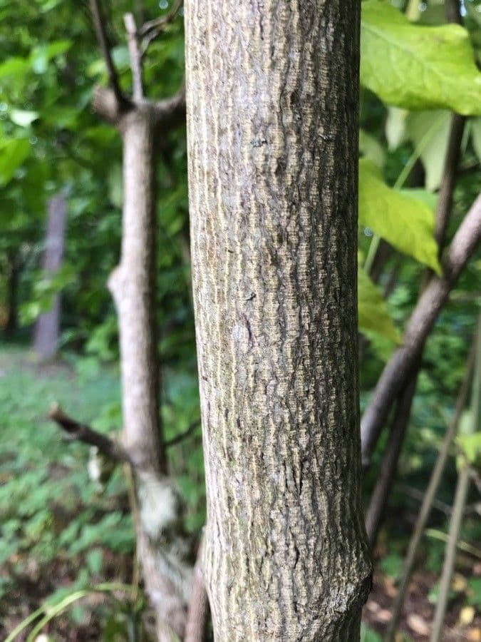 Staphylea pinnata 25