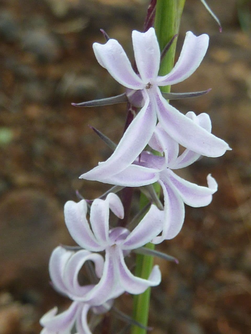 Cyphia 9