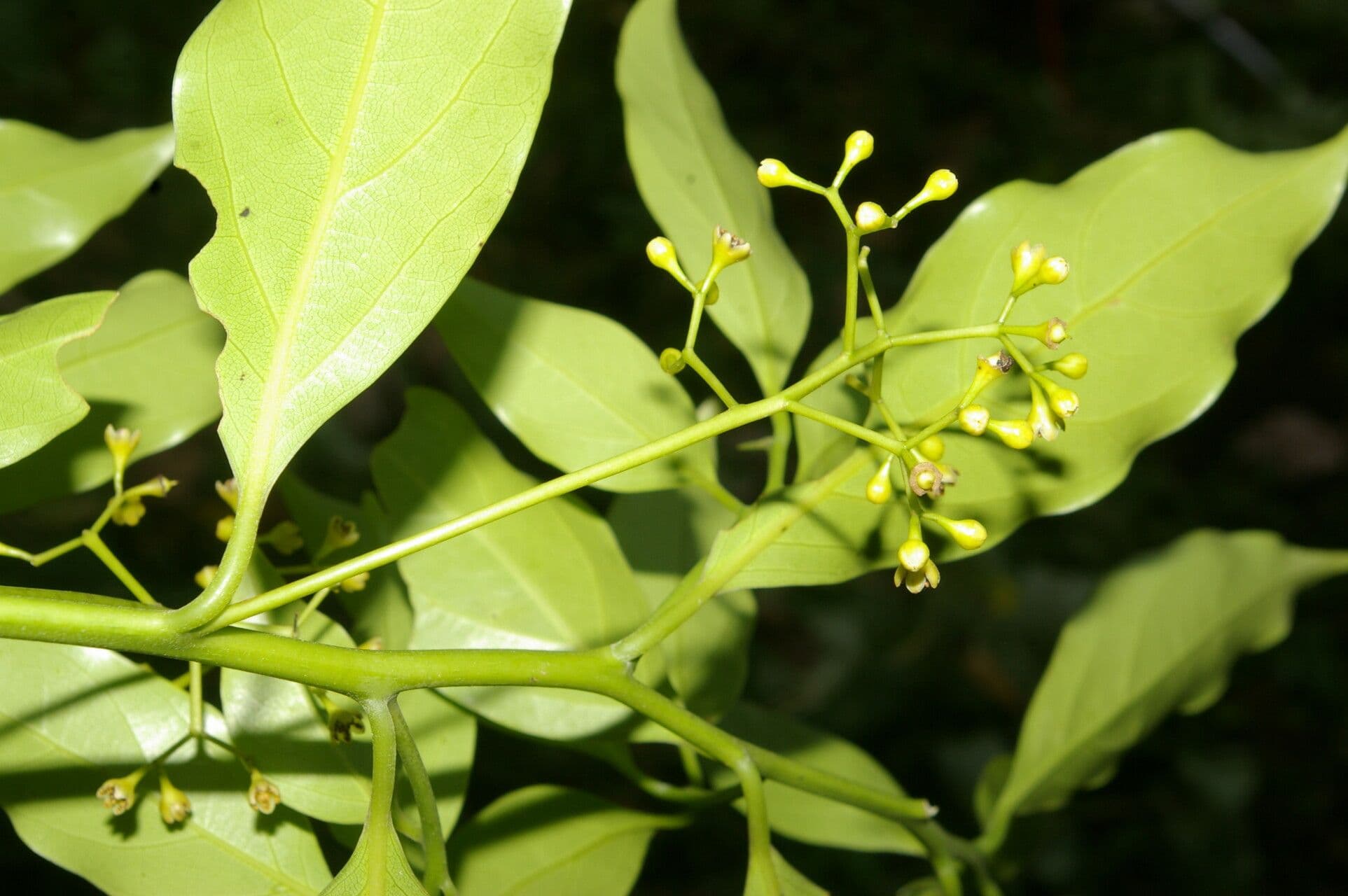 Ocotea 7