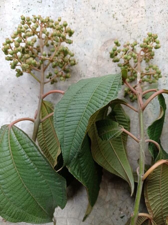 Miconia 2