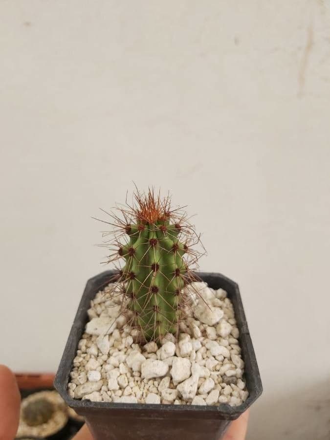 Cactus organo 11