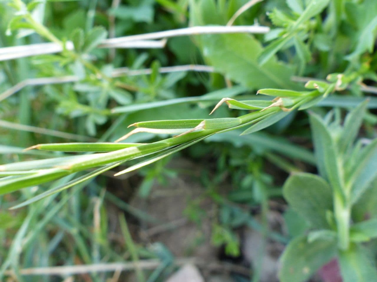 Linseed 23
