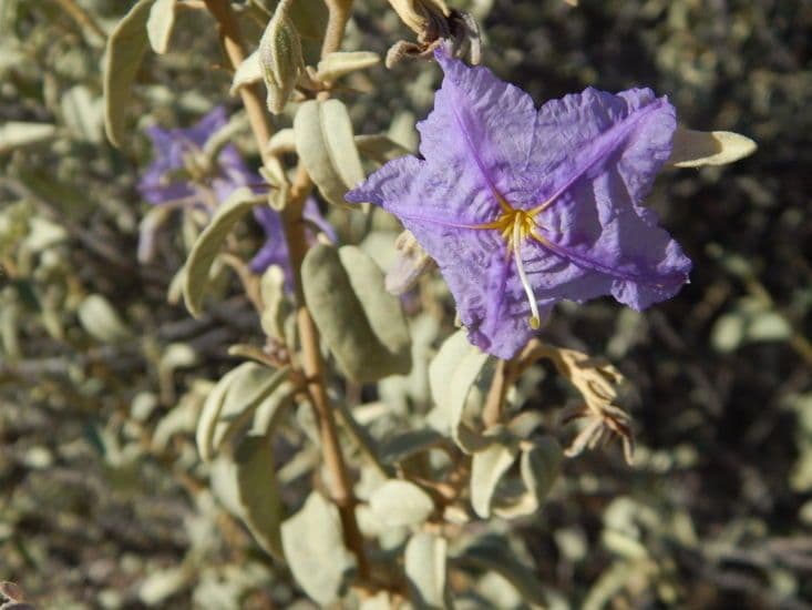 Solanum hindsianum 14