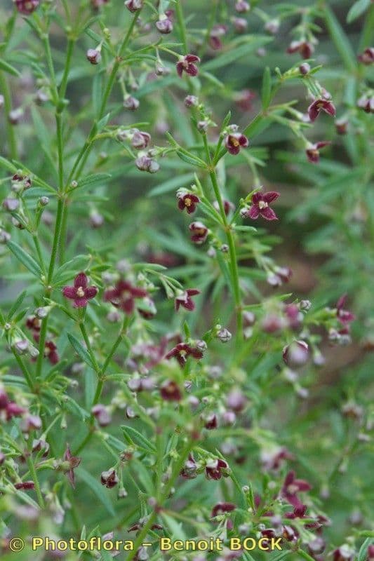 Asperula purpurea 15