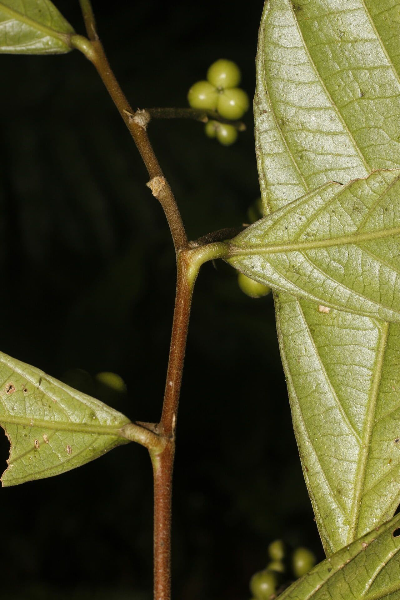 Adenophaedra 11