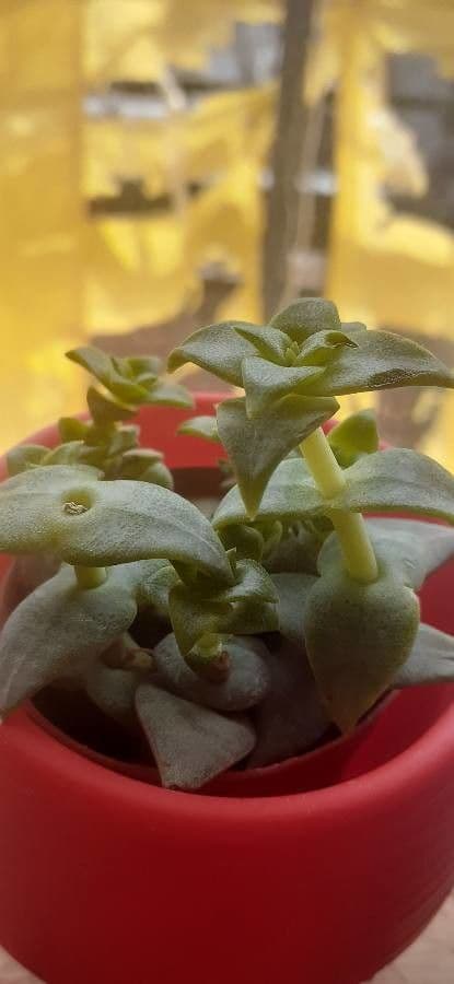 Crassula perforata 6