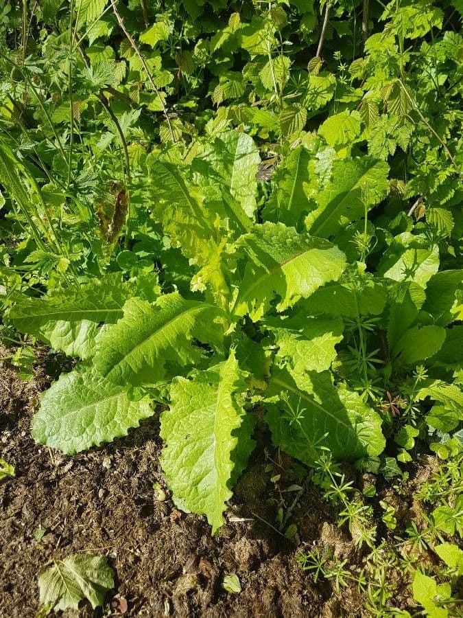 Lechuga amarga 10