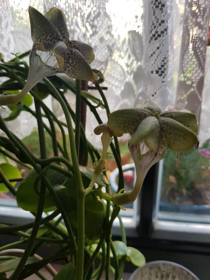 Brunnenblume 12
