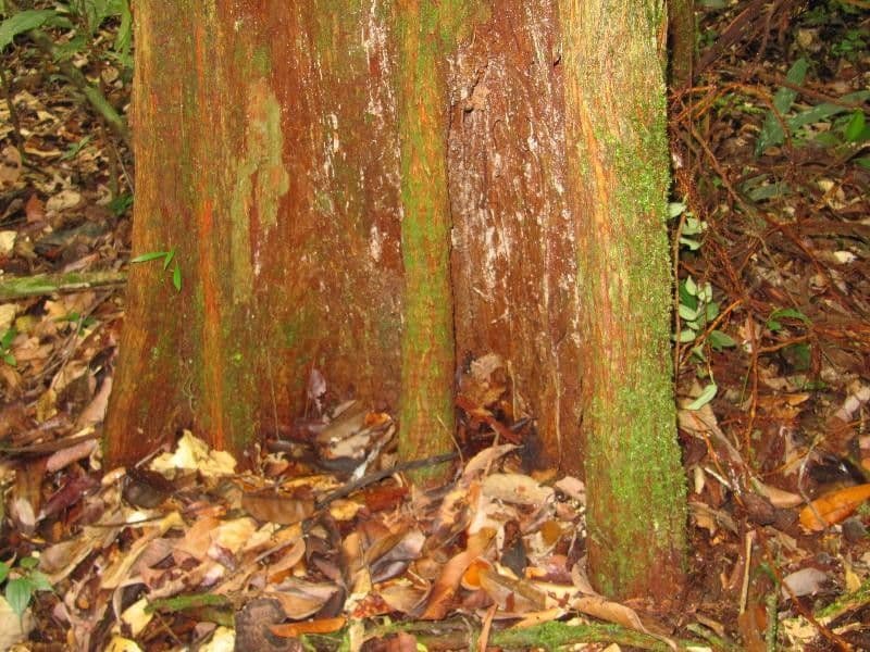 Pouteria 7