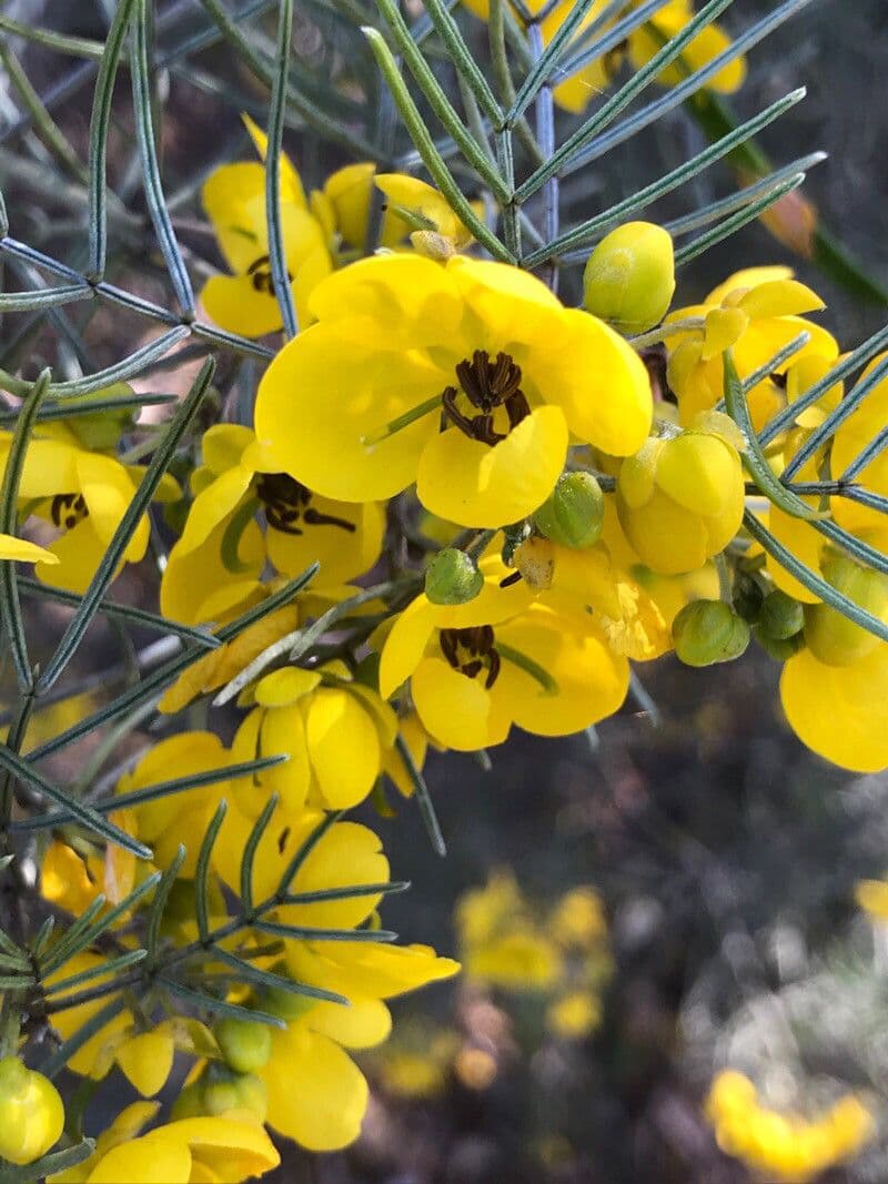Senna 6