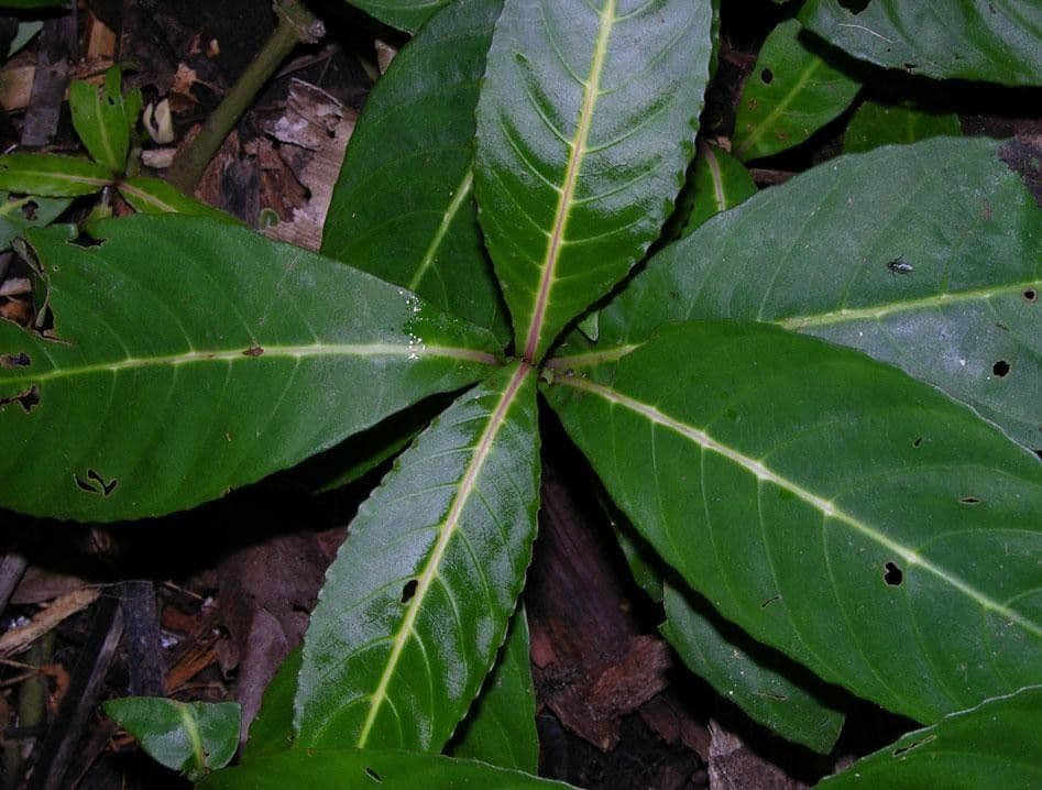 Kleinblättrige Sanchezia 6