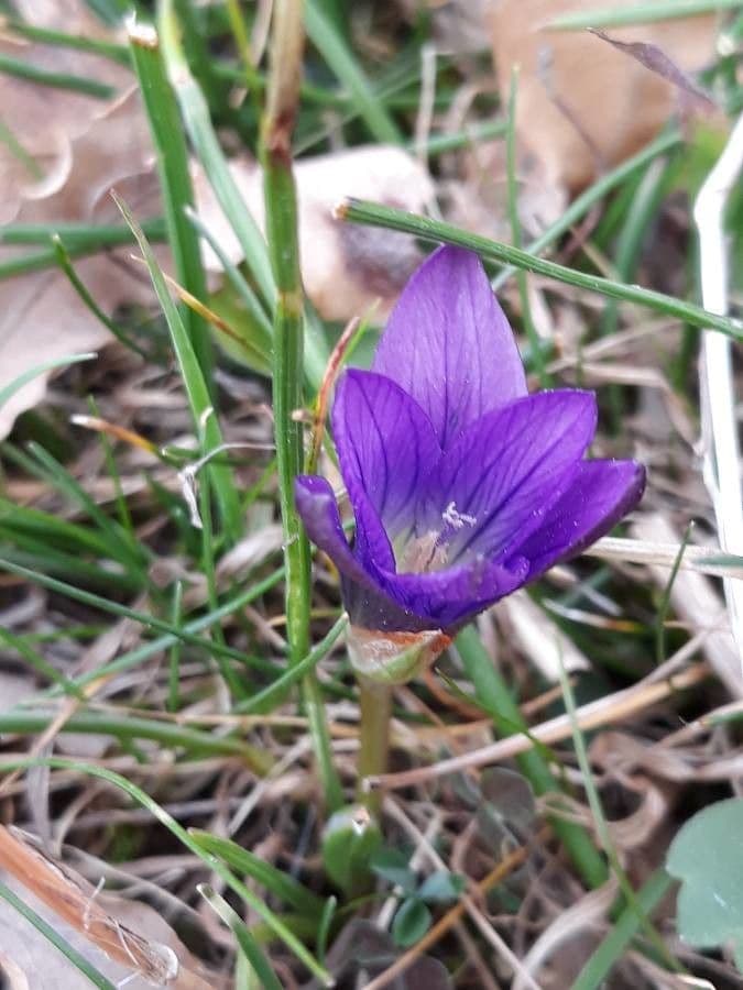 Romulea 5