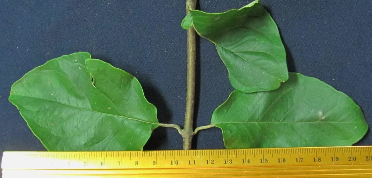 Banisteriopsis muricata 18