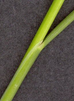 Andelgras 23