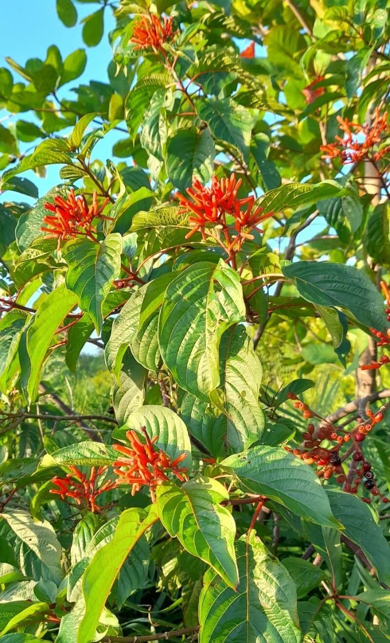 Hamelia 13
