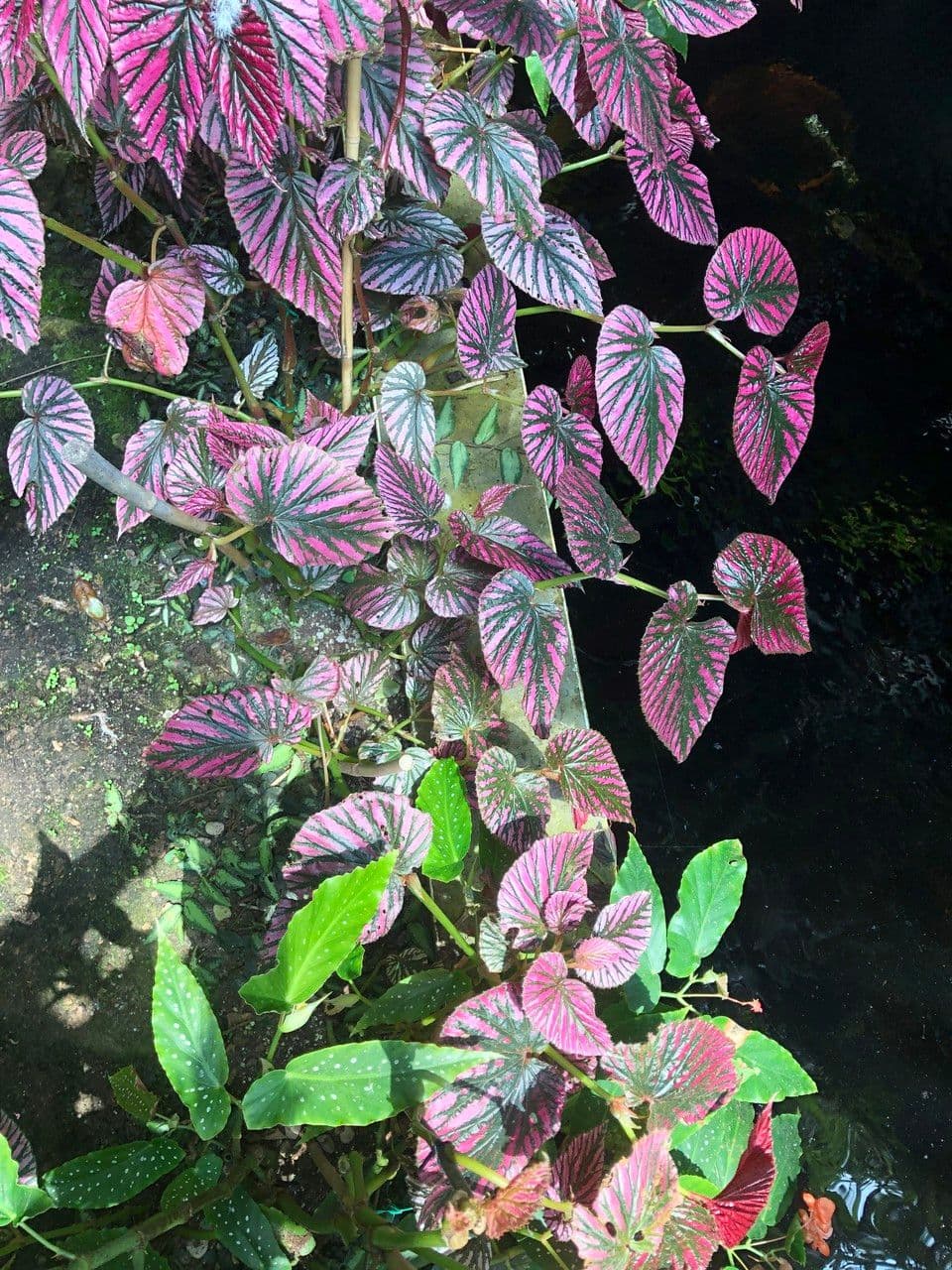 Begonia brevirimosa 8