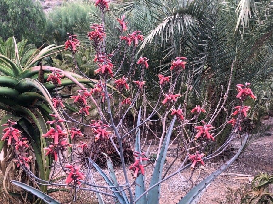 Aloe