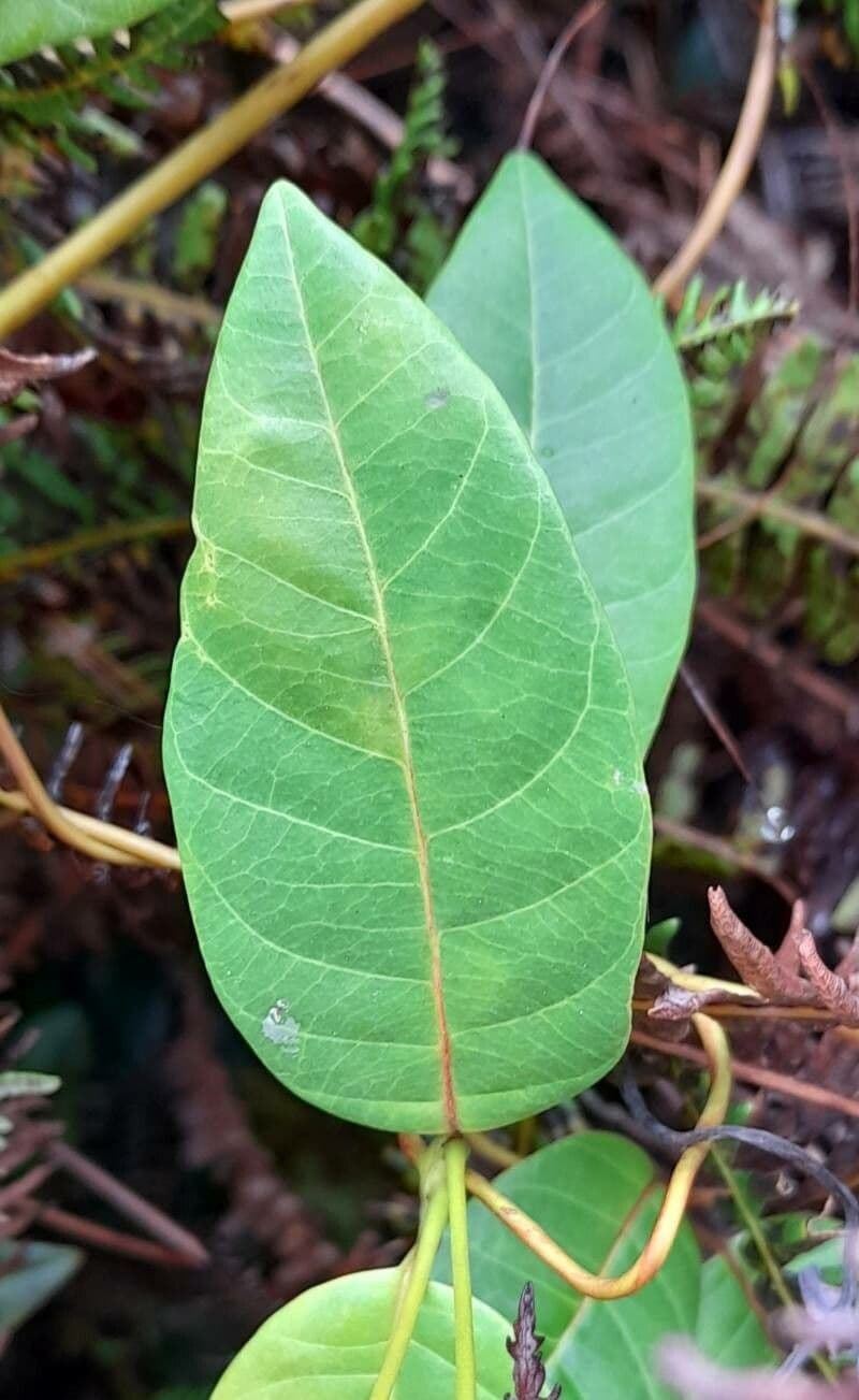 Angadenia 4