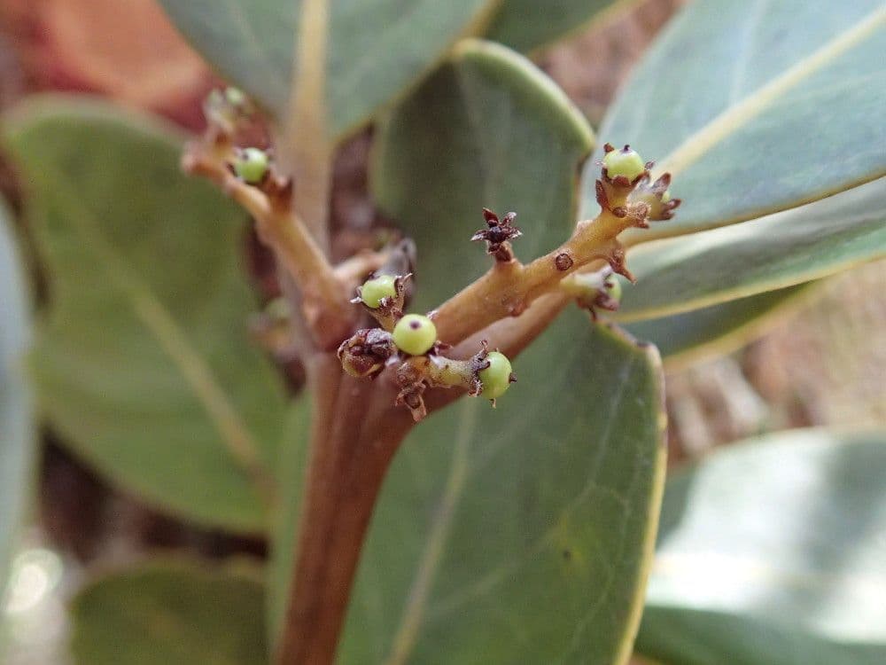 Endiandra Sebertova