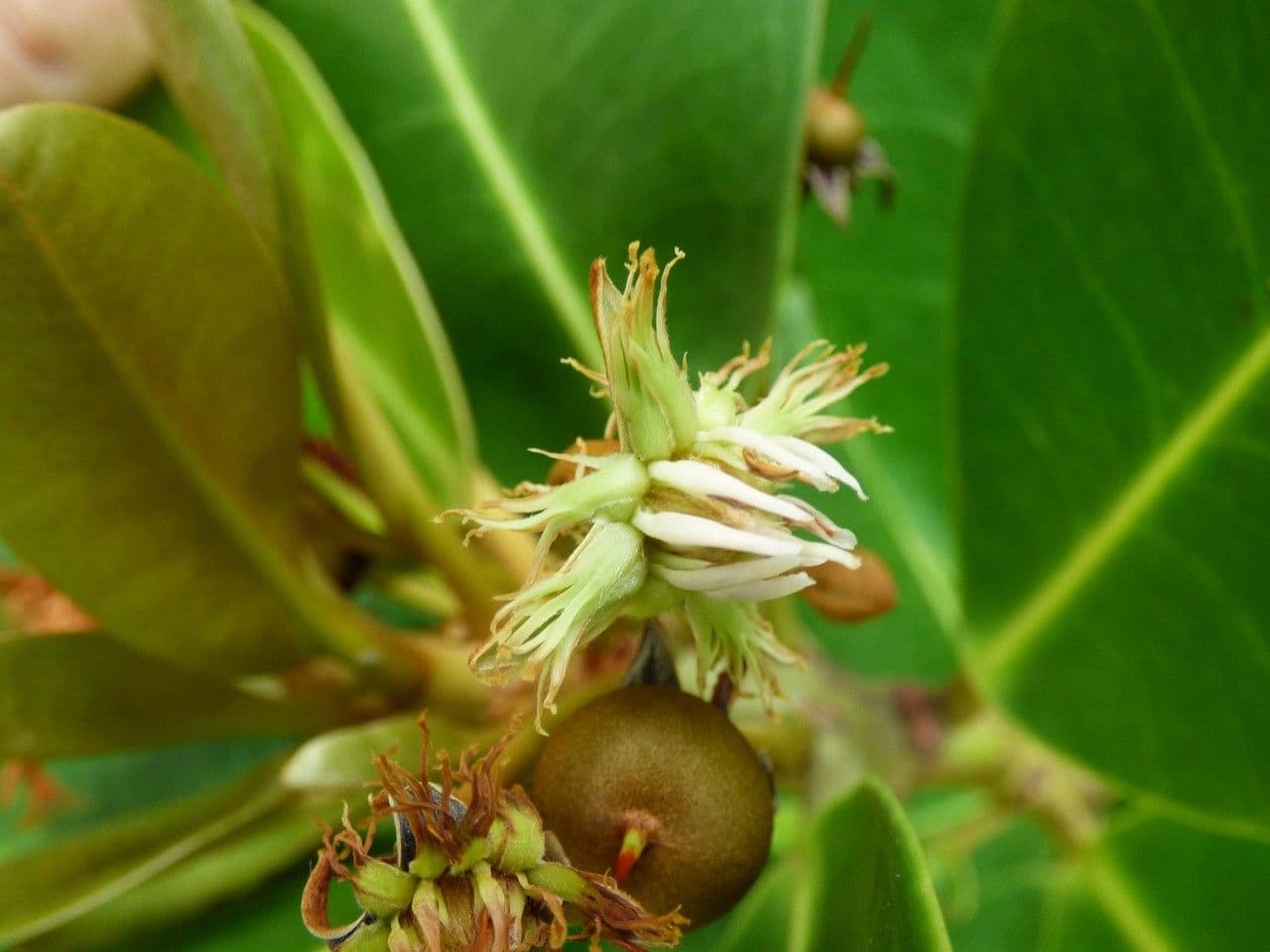 Madagaskar-Olive 8