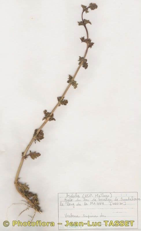 Verbena prostrata 10