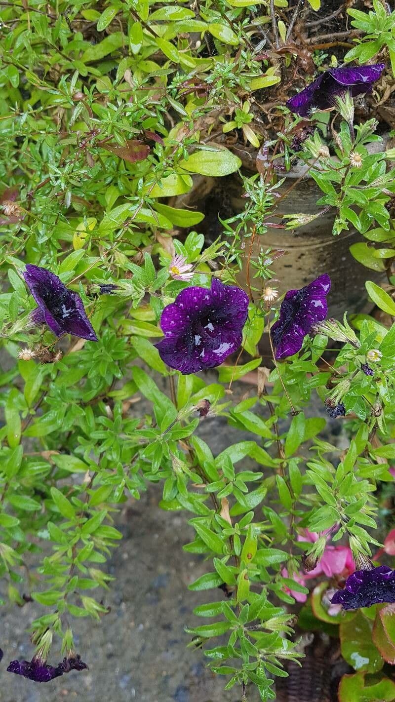 Petunia 5