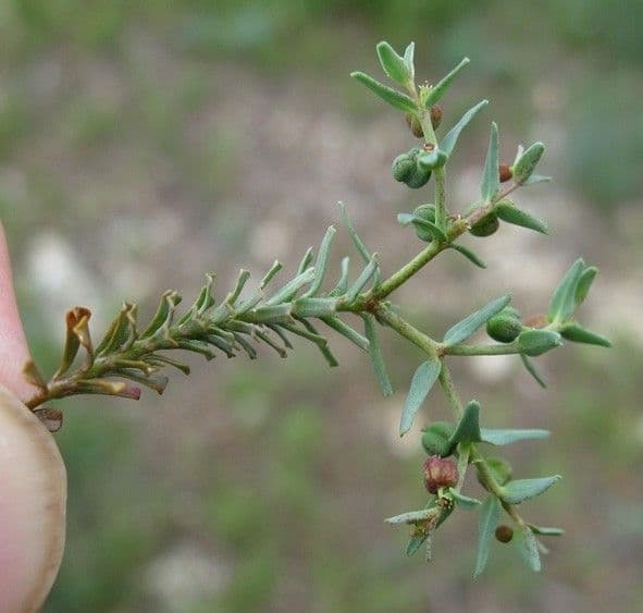 Gerillte Wolfsmilch 21