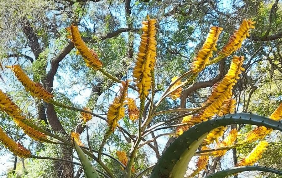 Transvaal-Aloe 5