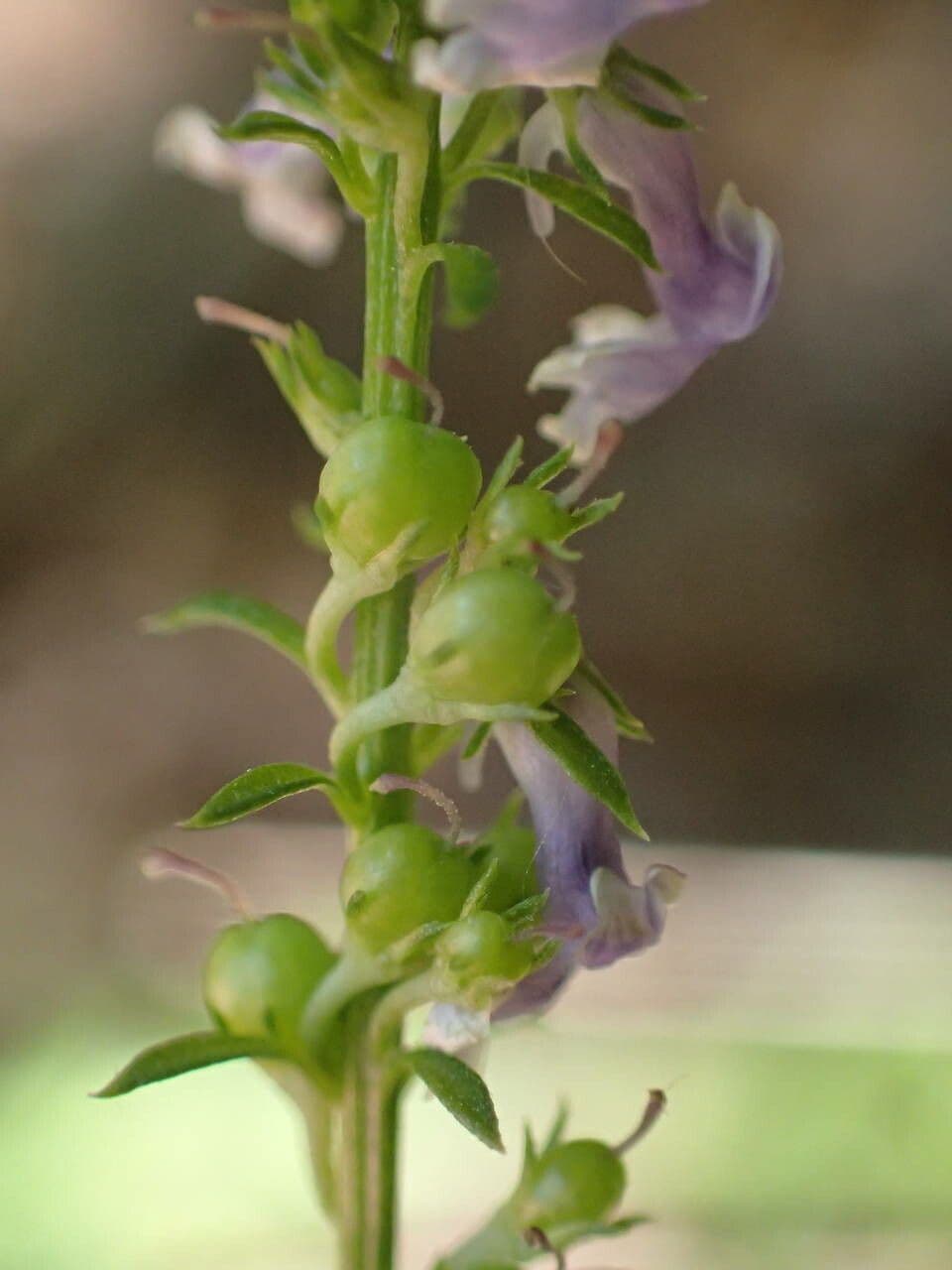 Musonello 3