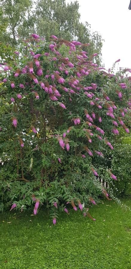 Buddleja di David 13