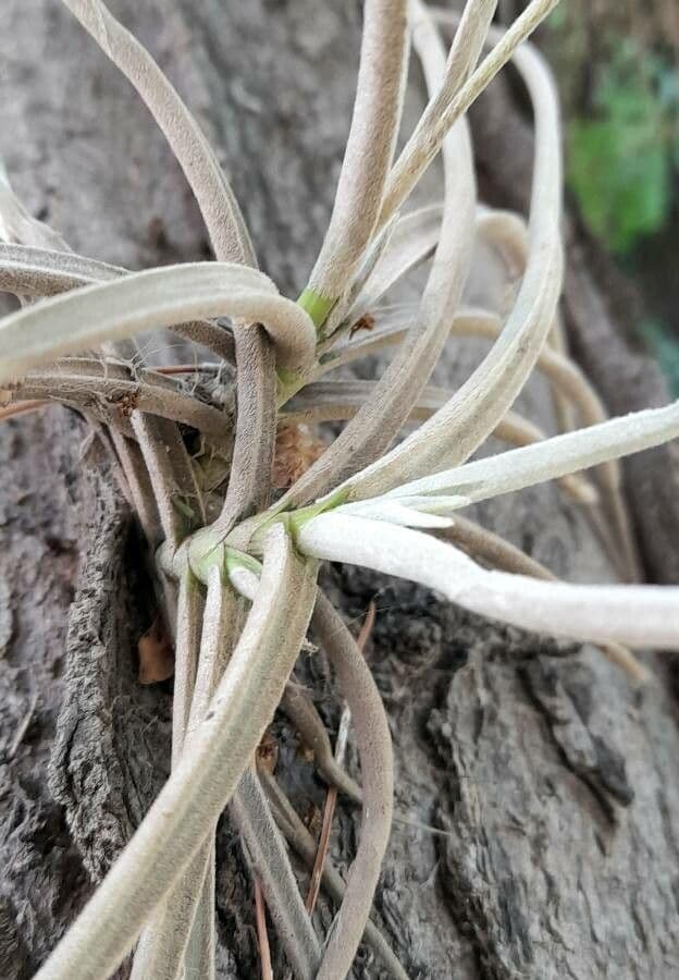 Tillandsia 3