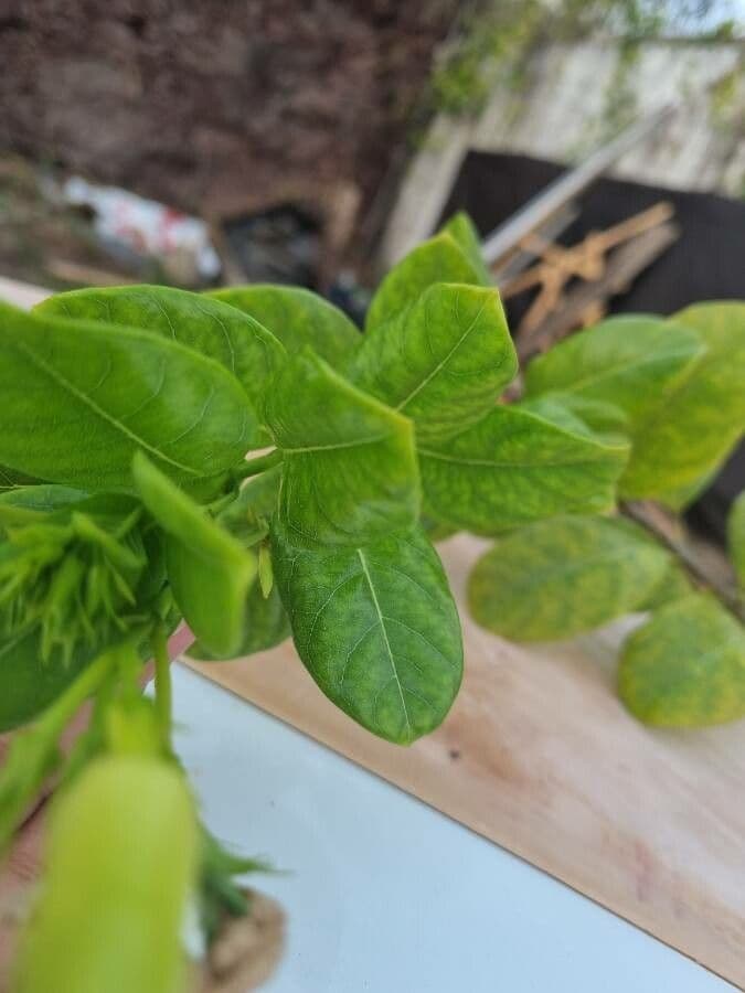 Gelber Flachschlinger 10