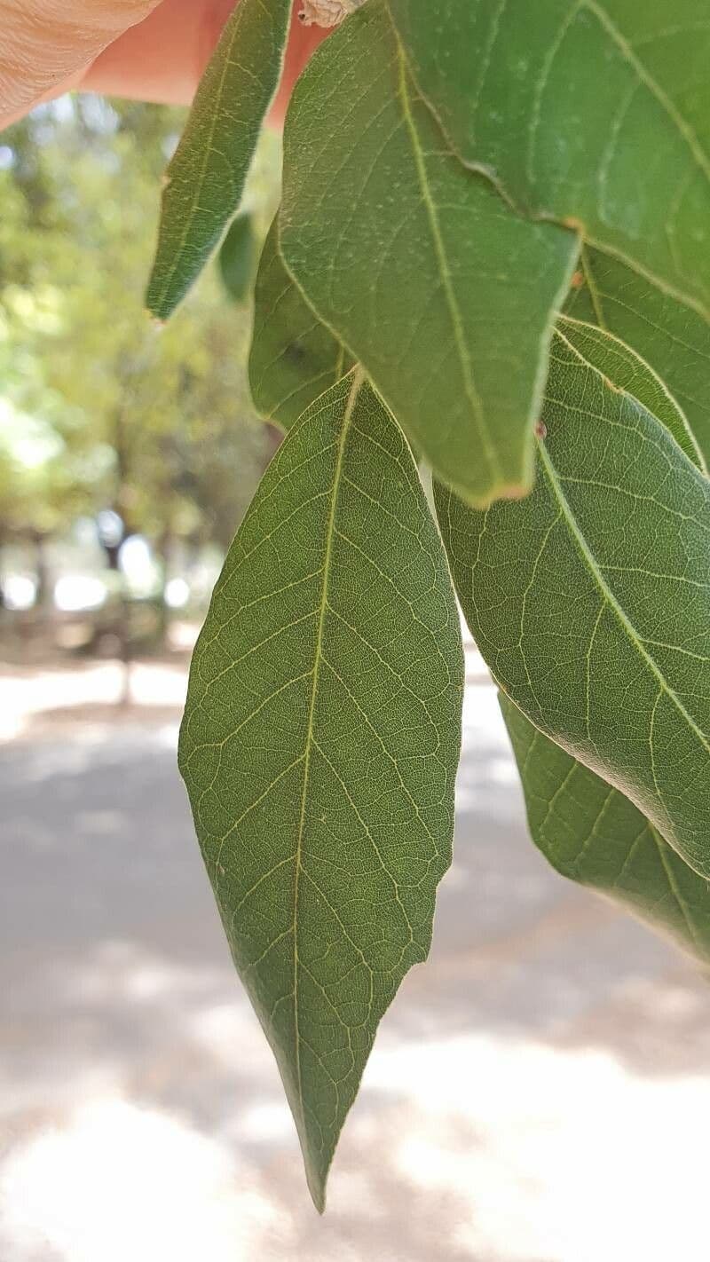 Quercia bianca polymorpha 6
