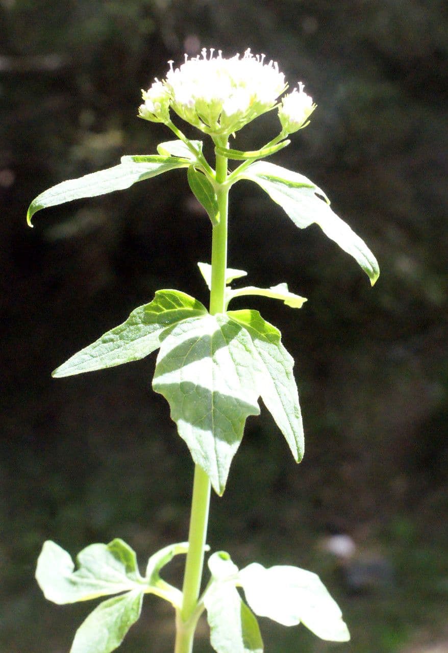 Valeriana trifogliata 28