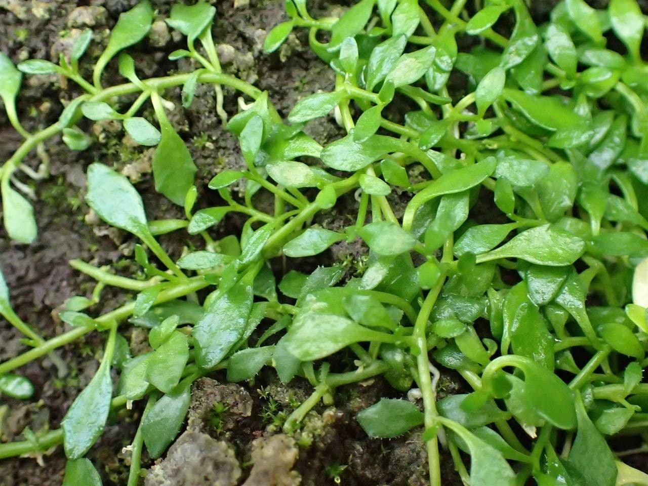 Lobelia irrigua 3
