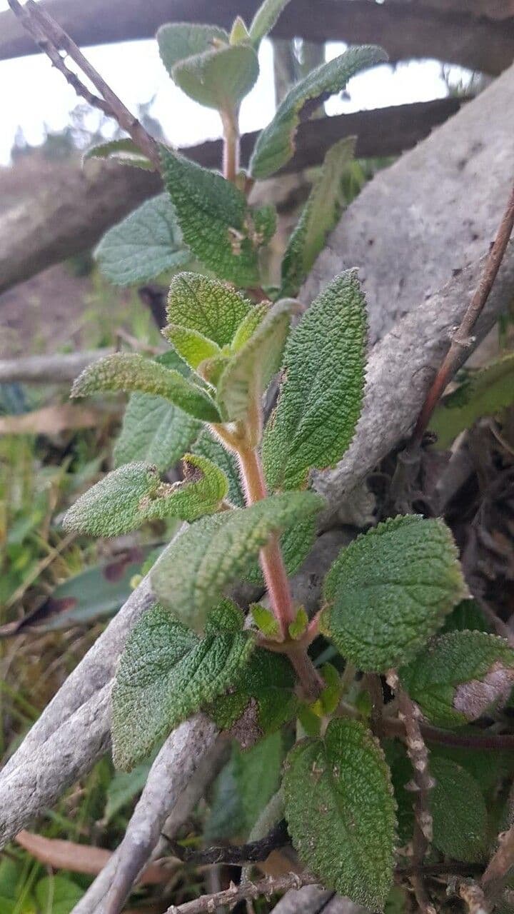 Heppiella 3
