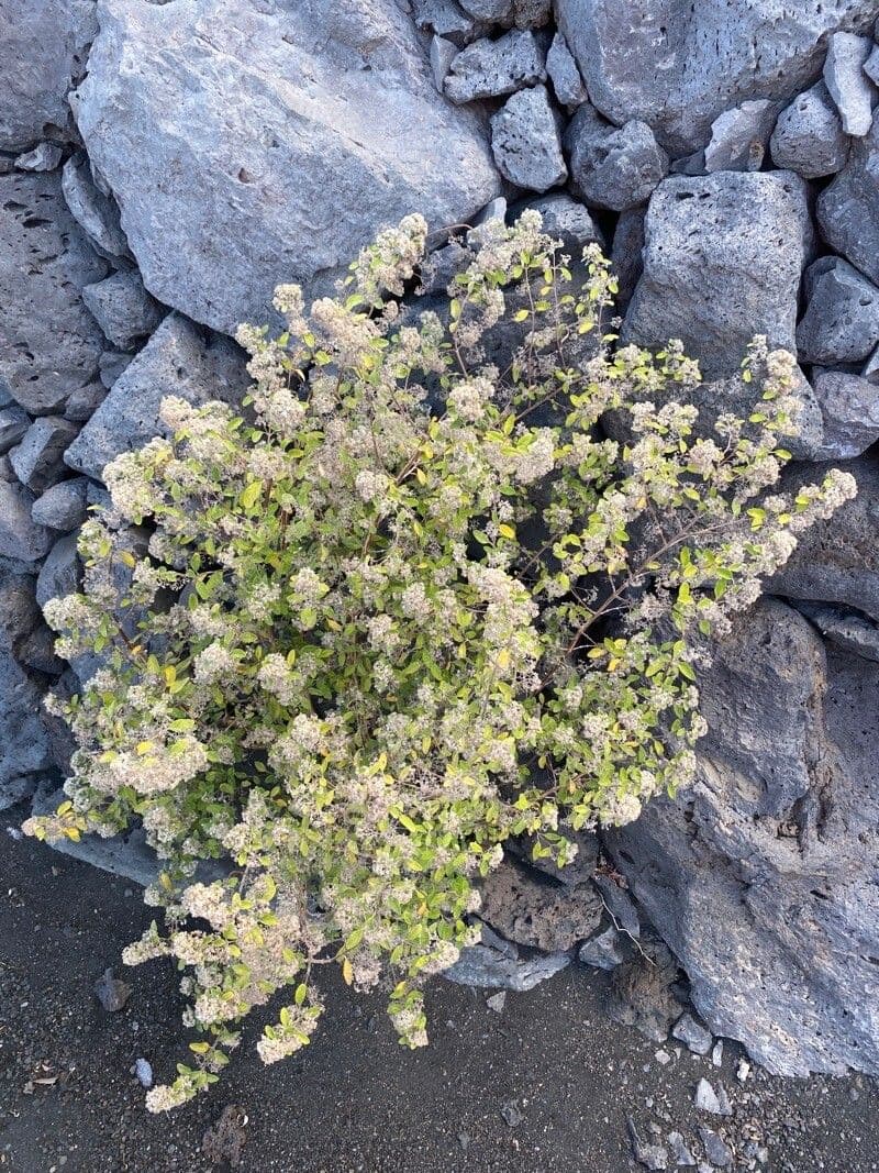 Bystropogon 7
